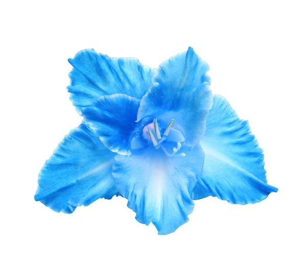 Hermosa Flor Gladiolo Azul Sobre Fondo Blanco Vista Superior — Foto de Stock
