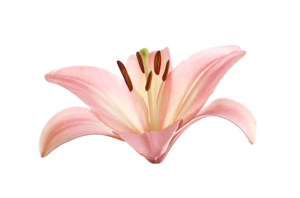 Beautiful Pink Lily Flower White Background — Stock Photo, Image