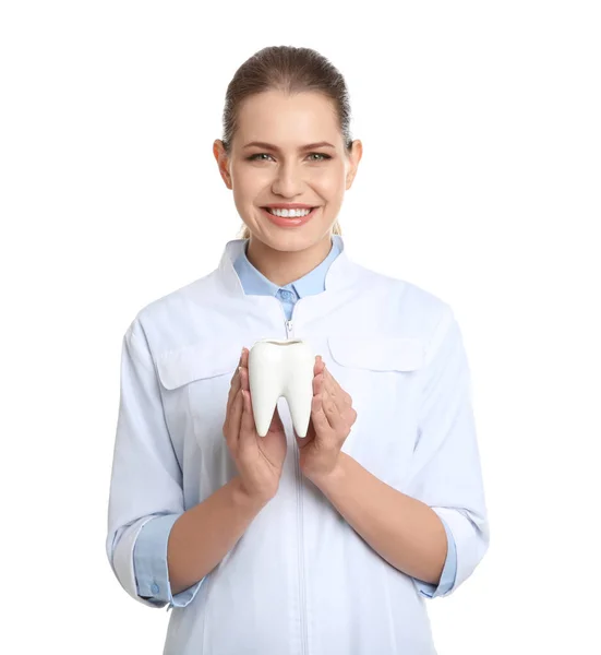 Dentista Feminino Segurando Modelo Dente Fundo Branco — Fotografia de Stock