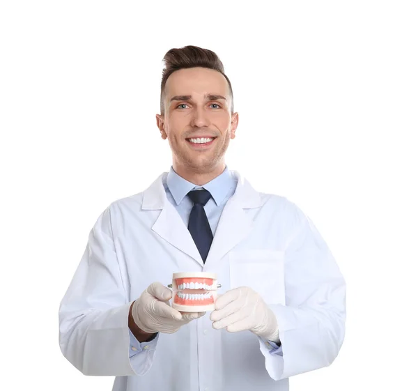 白い背景の上の歯と口腔内のモデルを保持している男性歯科医 — ストック写真