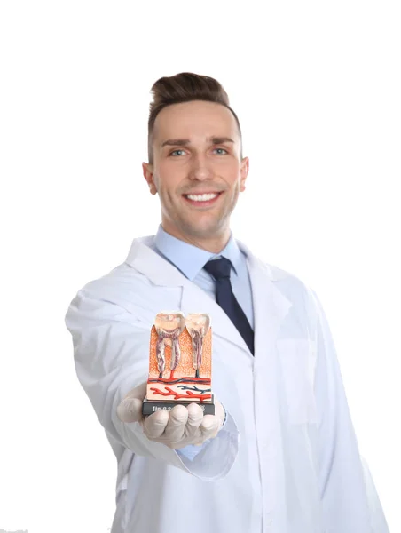 Odontólogo Masculino Sosteniendo Modelo Dientes Sobre Fondo Blanco —  Fotos de Stock