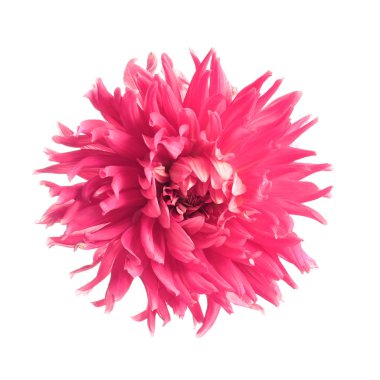 Beyaz arka planda, en iyi görünüm güzel pembe çiçek