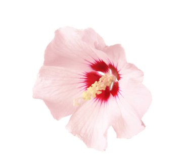 Beyaz arka plan üzerinde güzel tropikal pembe hibiscus çiçek