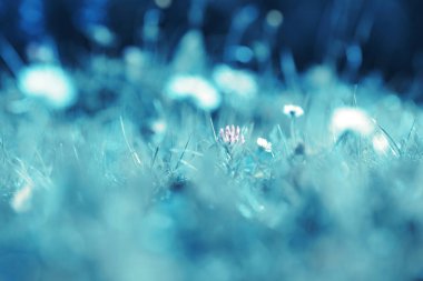 Arka plan olarak güzel çayır kır çiçekleri ile. Mavi tonu 