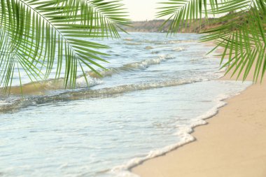 Güneşli günde Sandy okyanus plaj ve tropikal palmiye yaprakları