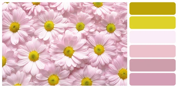 Beautiful Chamomile Flowers Top View Color Palette — Stock Photo, Image