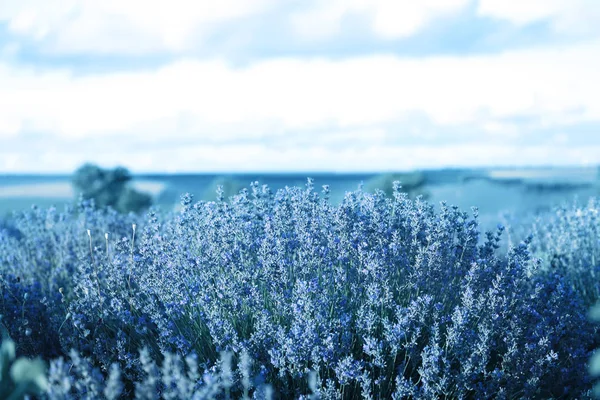 Piękne Kwiaty Kwitnący Lawenda Pole Niebieski Odcień — Zdjęcie stockowe