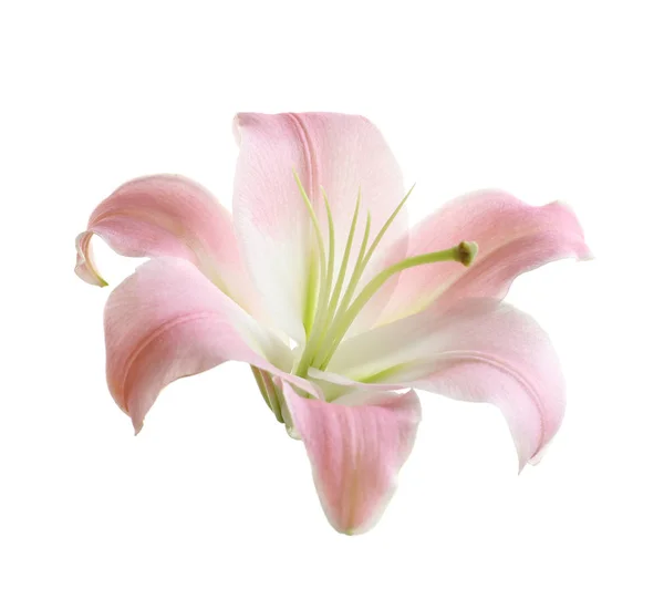 Bellissimo Fiore Giglio Rosa Sfondo Bianco — Foto Stock