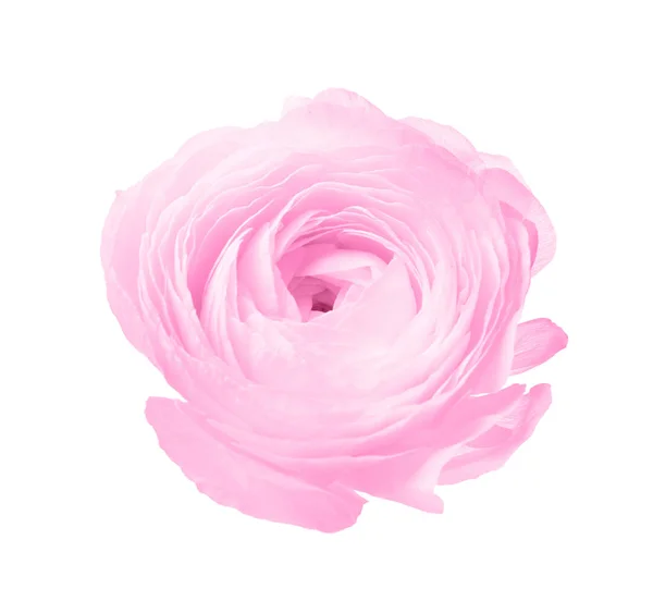 Vacker Rosa Ranunculus Blomma Vit Bakgrund — Stockfoto