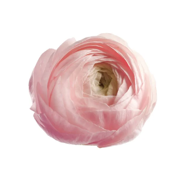 Vacker Rosa Ranunculus Blomma Vit Bakgrund Ovanifrån — Stockfoto