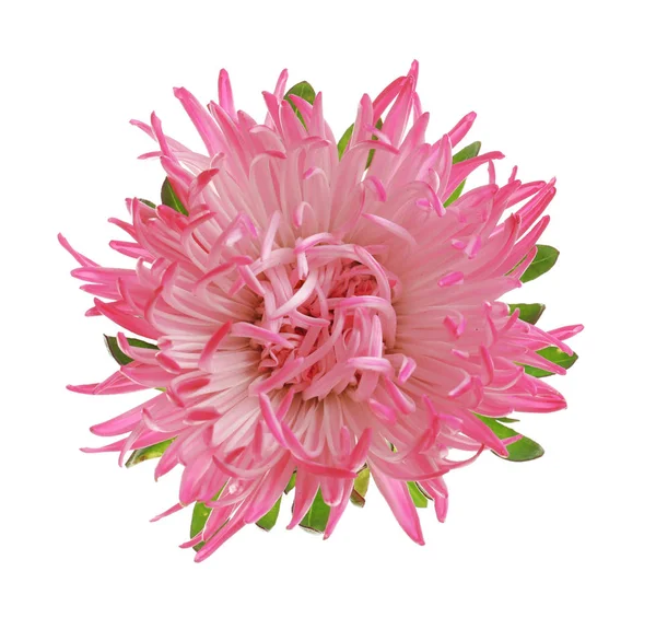 Beautiful Pink Aster Flower White Background Top View — Stock Photo, Image