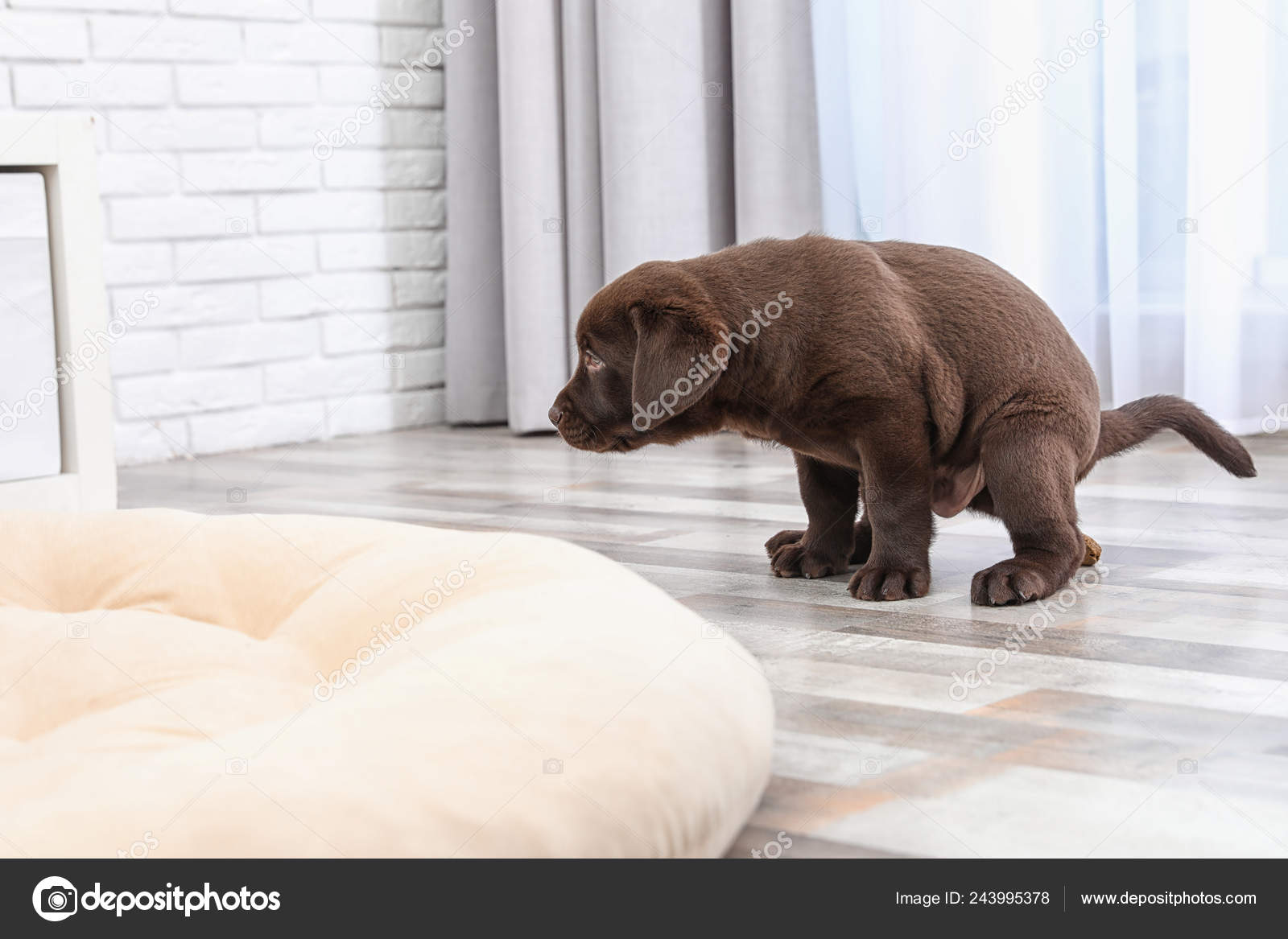 How Do You Clean Puppy Poop