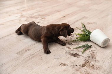 Chocolate Labrador Retriever puppy with overturned houseplant at home clipart
