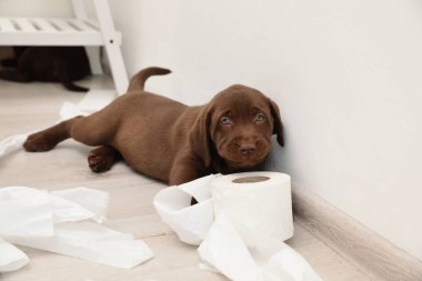 Cute chocolate Labrador Retriever puppy and torn paper on floor indoors clipart