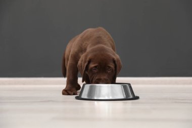 Kapalı kaseden yemek yeme çikolata Labrador Retriever köpek yavrusu