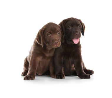 Beyaz zemin üzerine çikolata Labrador Retriever yavruları