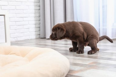 Kapalı yerde tuvaletini çikolata Labrador Retriever köpek yavrusu
