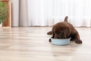 Evde kaseden yemek yeme çikolata Labrador Retriever köpek yavrusu