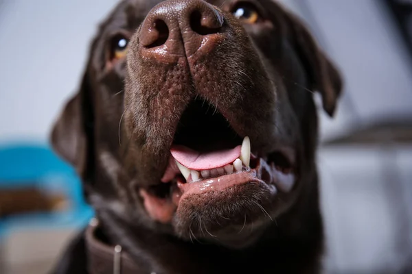 Çikolata Labrador Retriever Closeup Dişlerini Kapalı Gösterilen — Stok fotoğraf