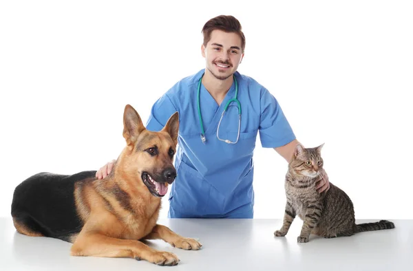 Veterinario Doc Con Perro Gato Sobre Fondo Blanco — Foto de Stock