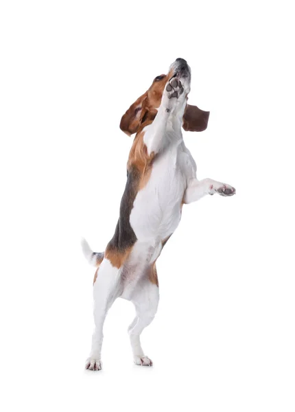 Bellissimo Cane Beagle Sfondo Bianco Adorabile Animale Domestico — Foto Stock