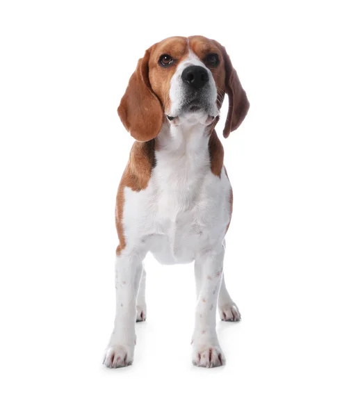 Hermoso Perro Beagle Sobre Fondo Blanco Adorable Mascota —  Fotos de Stock