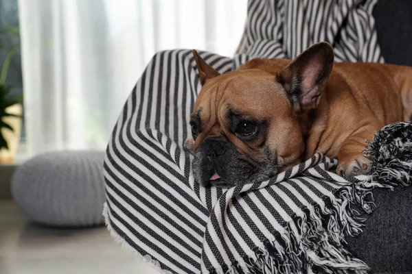 Funny French bulldog in armchair at home. Space for text