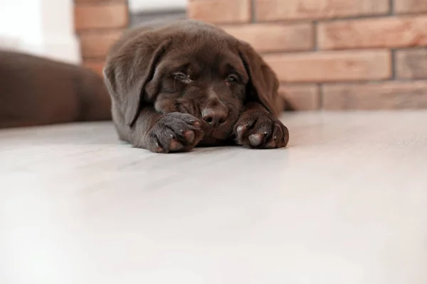 Kapalı Katta Uyuyan Çikolata Labrador Retriever Köpek Yavrusu — Stok fotoğraf