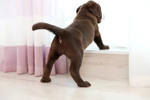 Chocolate Labrador Retriever Puppy Looking Out Window Indoors — Stock Photo, Image