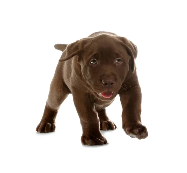 Chocolade Labrador Retriever Pup Witte Achtergrond — Stockfoto