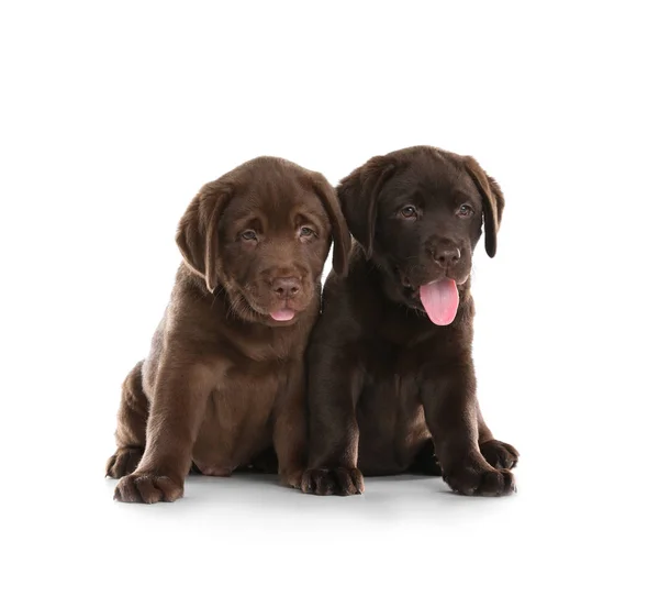 Chocolate Labrador Retriever Cachorros Sobre Fondo Blanco —  Fotos de Stock