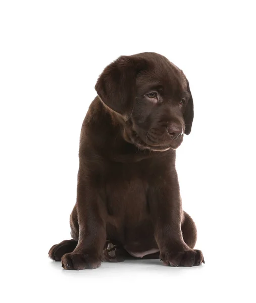 Cioccolato Labrador Retriever Cucciolo Sfondo Bianco — Foto Stock