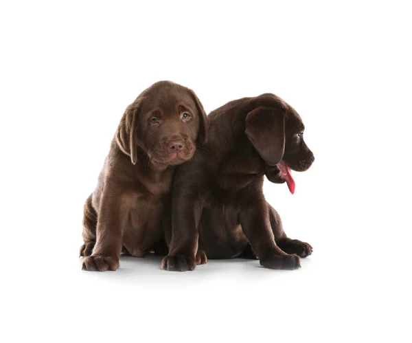 Choklad Labrador Retriever Valpar Vit Bakgrund — Stockfoto