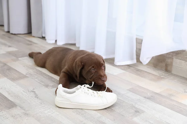 stock image Chocolate Labrador Retriever puppy playing with sneaker on floor indoors