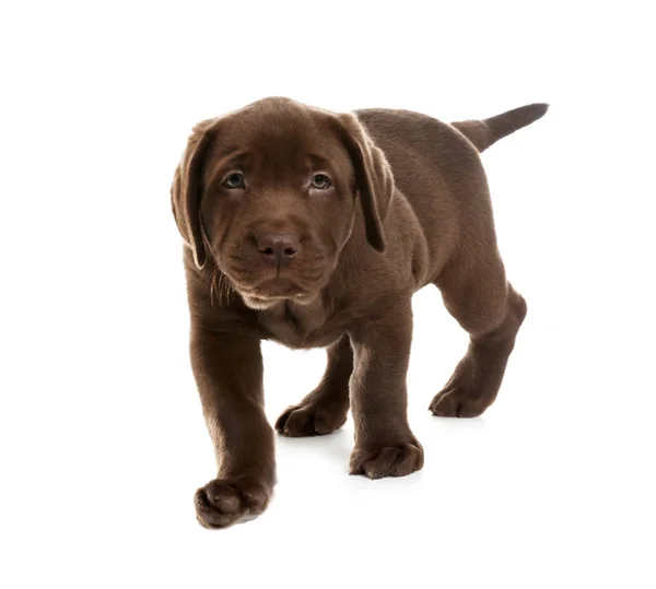 Chocolate Labrador Retriever Cachorro Fundo Branco — Fotografia de Stock