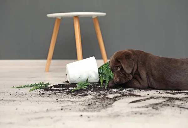 Chocolate Labrador Retriever Puppy Overturned Houseplant Home — Stock Photo, Image