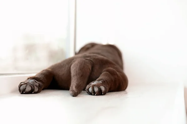 Chocolate Labrador Retriever Cachorro Alféizar Ventana Interiores Primer Plano — Foto de Stock