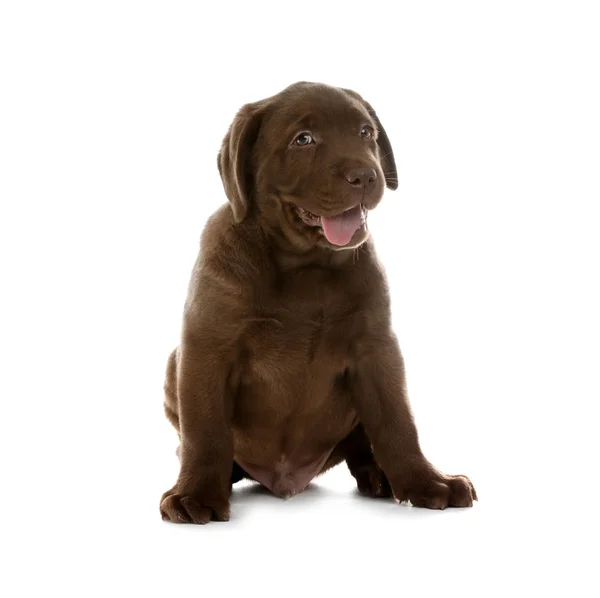 Chocolate Labrador Retriever Cachorro Fundo Branco — Fotografia de Stock