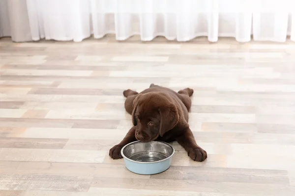 Chocolate Labrador Retriever Cachorro Comendo Comida Tigela Casa — Fotografia de Stock