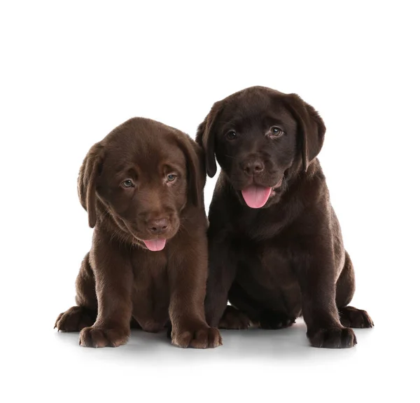 Choklad Labrador Retriever Valpar Vit Bakgrund — Stockfoto