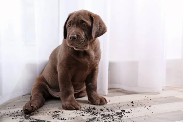 巧克力拉布拉多寻回小狗和地板上的污垢在室内 — 图库照片