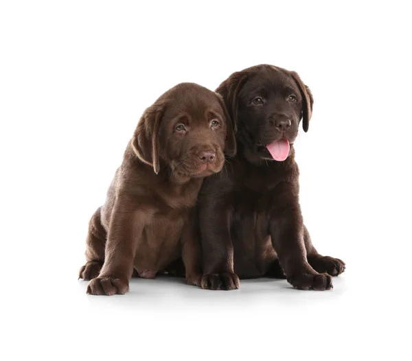 Chocolate Labrador Retriever Filhotes Fundo Branco — Fotografia de Stock