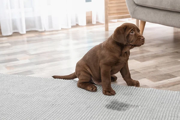 巧克力拉布拉多寻回小狗和湿点在地毯在室内 — 图库照片