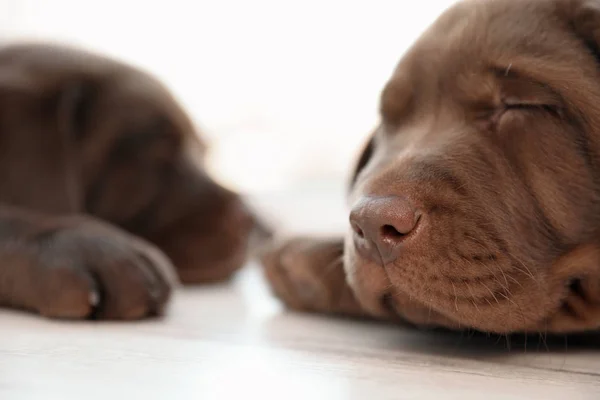 Chocolate Labrador Retriever Welpen Schlafen Auf Dem Boden Geschlossenen Räumen — Stockfoto