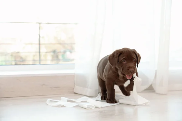 Bonito Cachorro Labrador Retriever Chocolate Com Papel Rasgado Dentro Casa — Fotografia de Stock