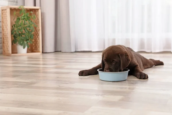 Chocolate Labrador Retriever Cachorro Comendo Comida Tigela Casa — Fotografia de Stock