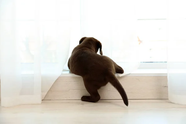 Chocolate Labrador Retriever Cachorro Alféizar Ventana Interiores — Foto de Stock