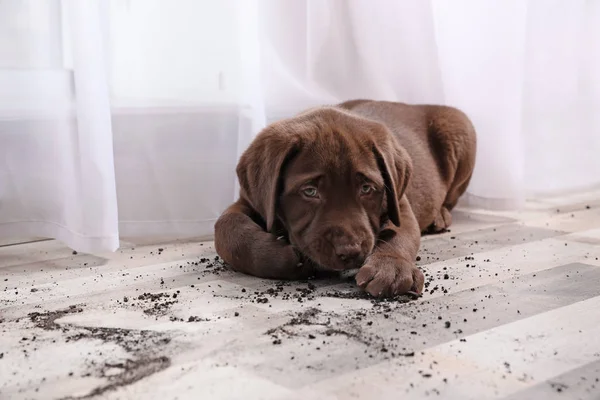 Chocolate Labrador Retriever Cachorro Suciedad Suelo Interiores —  Fotos de Stock