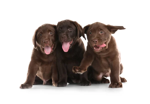 Choklad Labrador Retriever Valpar Vit Bakgrund — Stockfoto