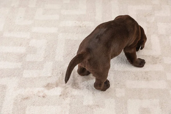 巧克力拉布拉多寻回小狗和地毯上的湿点 — 图库照片